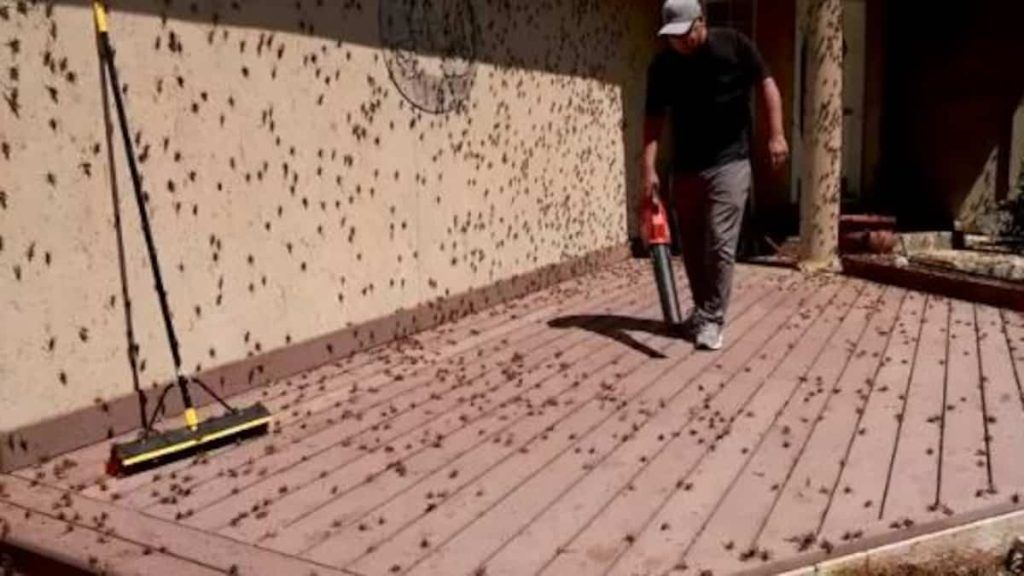 In the United States, millions of locusts invade the town of Elko (video)