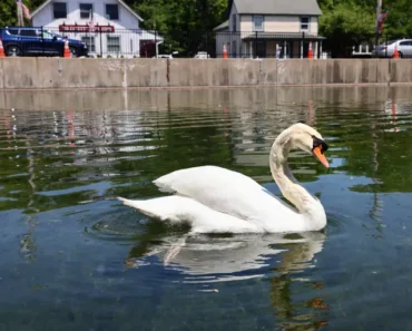 United States : Three American teenagers arrested for killing and eating a swan