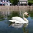 United States : Three American teenagers arrested for killing and eating a swan