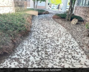 In the United States, millions of locusts invade the town of Elko (video)