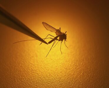 With Rising Temperatures And Migration Of Mosquitoes At High Altitudes, New Areas Could Be Affected By Malaria