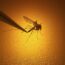 With Rising Temperatures And Migration Of Mosquitoes At High Altitudes, New Areas Could Be Affected By Malaria
