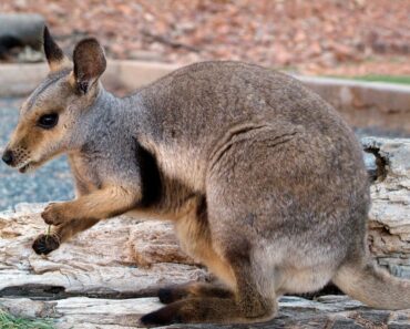 Preview In A Garden, A Wallaby Roams Free