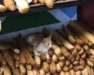 Image of cat sitting on pile of bread sticks for sale sparks outrage across the web in Senegal