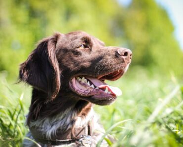 They try to rescue their dog that fell into a hole, but they won’t get him out alive.