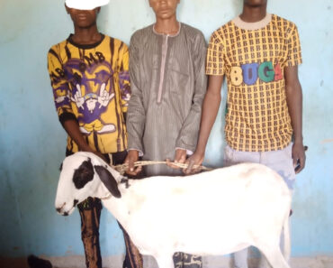 Three suspects arrested for stealing sheep in Jigawa